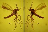 Detailed Fossil Fungus Gnat (Mycetophilidae) In Baltic Amber #170079-1